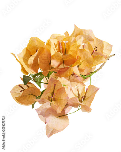 Beautiful orange bougainvillea flowers with green leaves isolated on transparent background with clipping path.