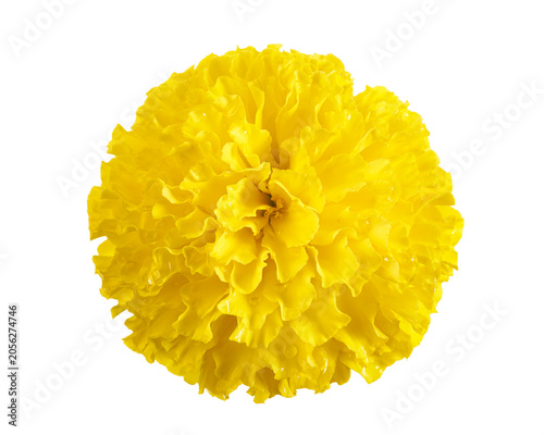 Yellow marigold flower, Tagetes erecta, top view isolated on transparent background with clipping path. Bright floral texture, ideal for decoration, festival, background design and botanical concepts.