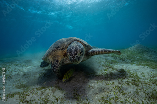 Photography green sea turtle (Chelonia mydas), also known as the green turtle, black sea tur