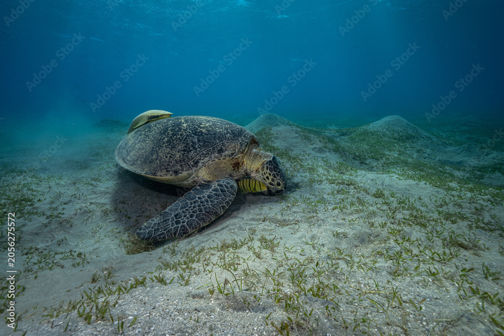 Fototapeta premium green sea turtle (Chelonia mydas), also known as the green turtle, black sea turtle, and Pacific green turtle