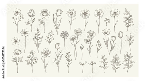 Bild auf Leinwand Delicate hand-drawn botanical vector set, elegant floral illustrations, vintage