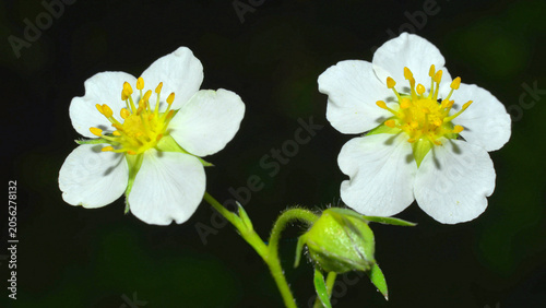Foto Pollen in the anthers of the stamens, amongst the white petals of the Fragaria vesca flower