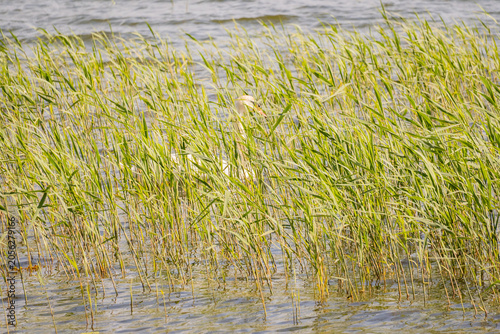 Obraz na plátně Tall green reeds growing in shallow lake water, swaying in the summer breeze along a natural freshwater shoreline, creating a tranquil wetland background
