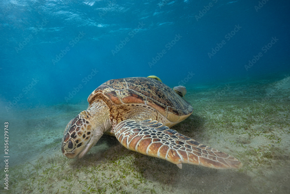 Obraz premium green sea turtle (Chelonia mydas), also known as the green turtle, black sea turtle, and Pacific green turtle