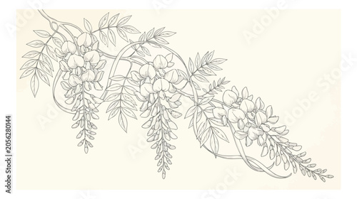 Vintage wisteria flower branch line art, botanical sketch of hanging wisteria blossoms and leaves, elegant floral vector illustration for wedding stationery