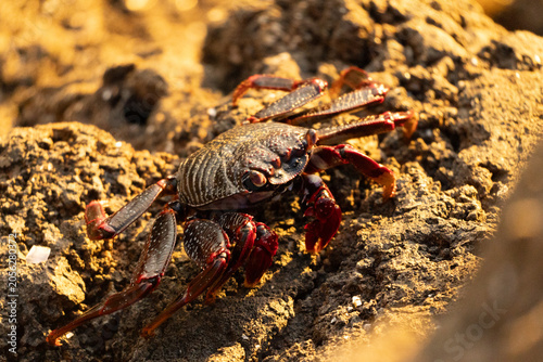 Quadro su tela Red rock crab clinging to volcanic rock by the sea in Tenerife