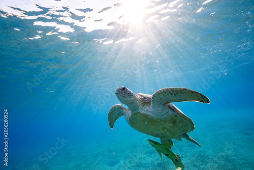 Εκτύπωση καμβά green sea turtle (Chelonia mydas), also known as the green turtle, black sea tur