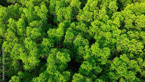 Aerial drone view of vast mangrove forest canopy, highlighting carbon absorption, coastal protection, biodiversity support, and natural climate regulation that helps reduce global warming. Thailand.

