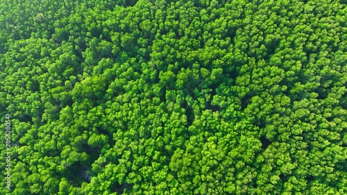 Photos Aerial drone view of vast mangrove forest canopy, showing carbon absorption, coastal protection, biodiversity support, and natural climate regulation that helps reduce global warming