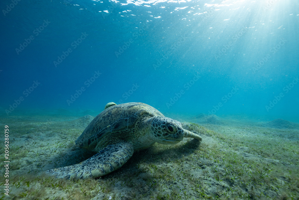 Obraz premium green sea turtle (Chelonia mydas), also known as the green turtle, black sea turtle, and Pacific green turtle