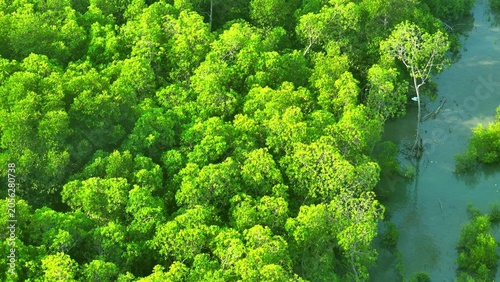 Fotografie Aerial drone view of dense mangrove forest with exposed mangrove roots along coastal wetlands, representing coastal resilience, biodiversity conservation, and climate sustainability