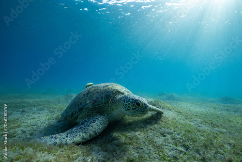 Εκτύπωση καμβά green sea turtle (Chelonia mydas), also known as the green turtle, black sea tur