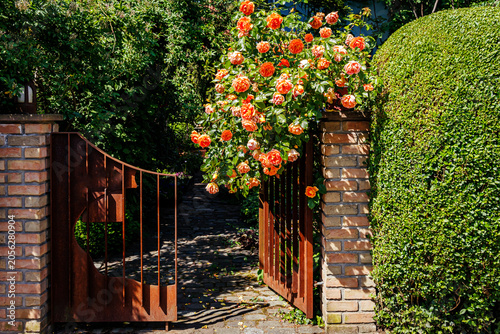 Foto Garden gate with roses and pathway in sunny weather on a warm day