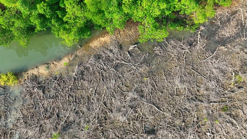 Konstfotografi Drone aerial image of cleared mangrove land with leftover timber waste, representing forest loss, ecological disturbance, and sustainability challenges