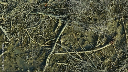 Tableau sur toile Drone aerial view of mangrove deforestation with broken branches and exposed sediment, representing habitat destruction, land-use change, and biodiversity threats