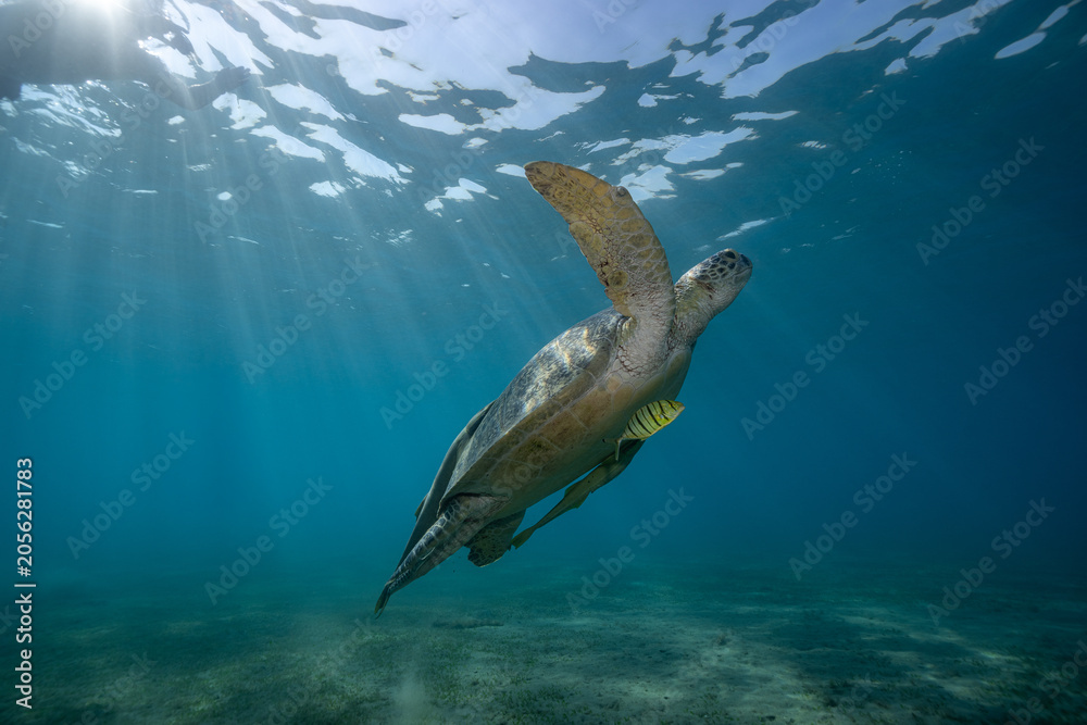 Fototapeta premium green sea turtle (Chelonia mydas), also known as the green turtle, black sea turtle, and Pacific green turtle