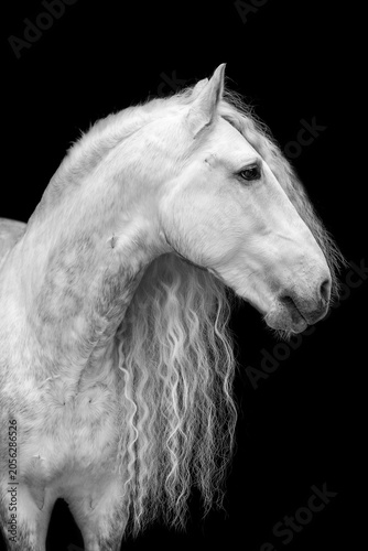 Quadro su tela lipizzaner station