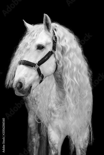 Konstfotografi lipizzaner station