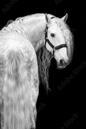 Konstfotografi lipizzaner station