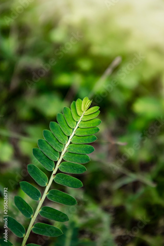 Slika na platnu Close up of single pinnate green leaf against soft blurred background with struc