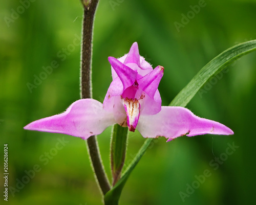 Quadro su tela Detailed close-up of a red helleborine orchid flower (Cephalanthera rubra) growing in the shaded woodland habitat of the Bükk Mountains, Hungary