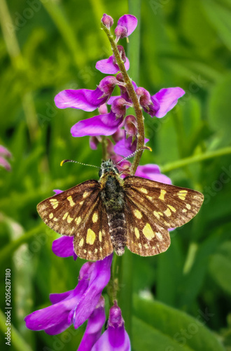 Εκτύπωση καμβά Close-up of a grizzled skipper butterfly perched on purple vetch blossoms in a mountain meadow
