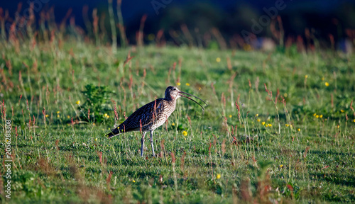 Curlew out on the moors
