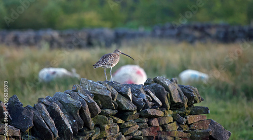 Curlew out on the moors