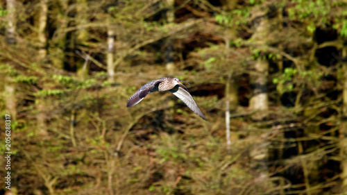 Curlew out on the moors
