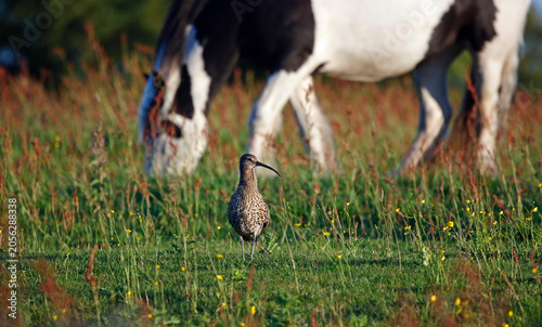 Curlew out on the moors