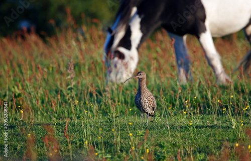Curlew out on the moors