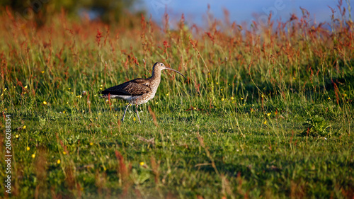 Curlew out on the moors