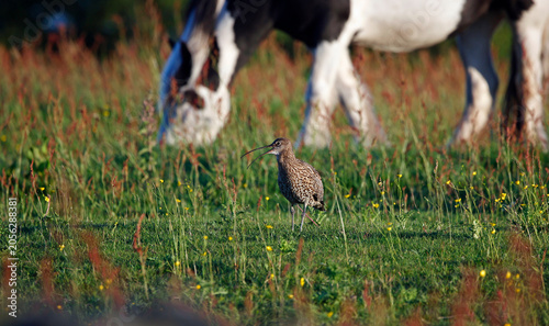Curlew on the moors