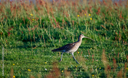 Curlew out on the moors