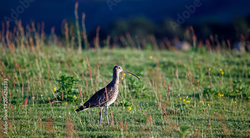 Curlew out on the moors
