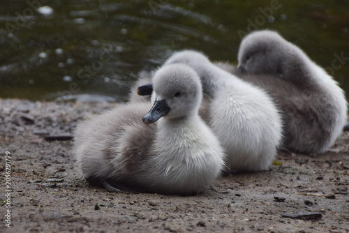 Mute swan cygnets rest next to a pond