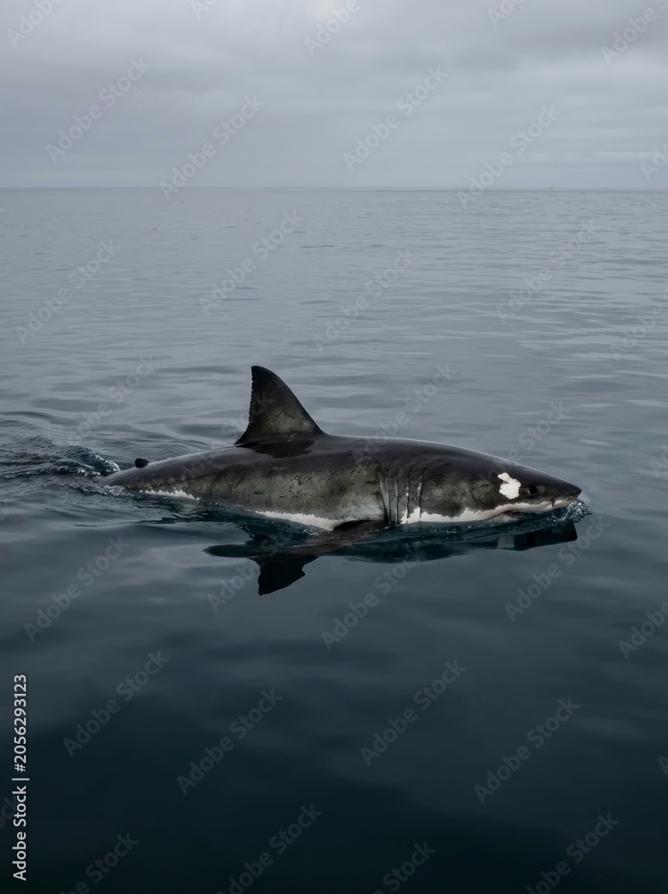 Fototapeta premium Great white shark swimming at the surface, calm ocean water.
