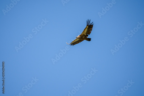 Close-up of Griffon vulture (Eurasion griffon, Gyps fulvus) 