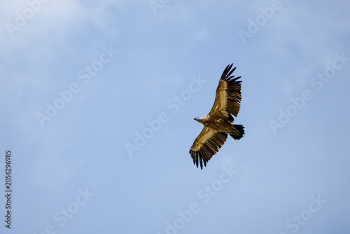 Close-up of Griffon vulture (Eurasion griffon, Gyps fulvus) 