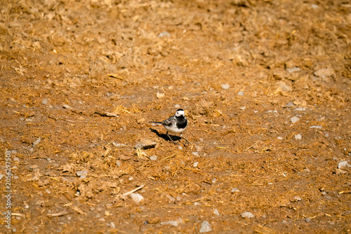 Close-up of a White Wagtail (Motacilla alba alba) hunting for insects
