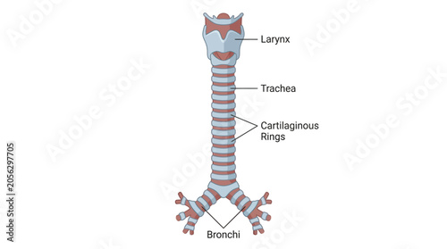 Quadro su tela Detailed illustration of the human trachea and bronchial tubes with labeled parts including larynx, trachea, cartilaginous rings, and bronchi on a clean white background