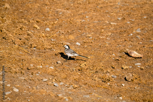 Close-up of a White Wagtail (Motacilla alba alba) hunting for insects