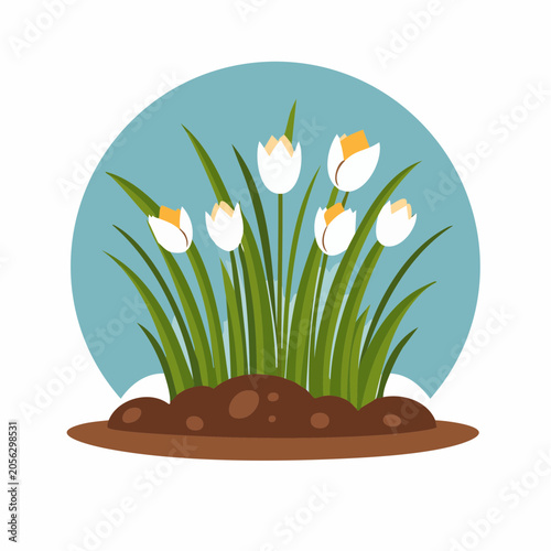 Illustration of White Crocuses Blooming in Spring