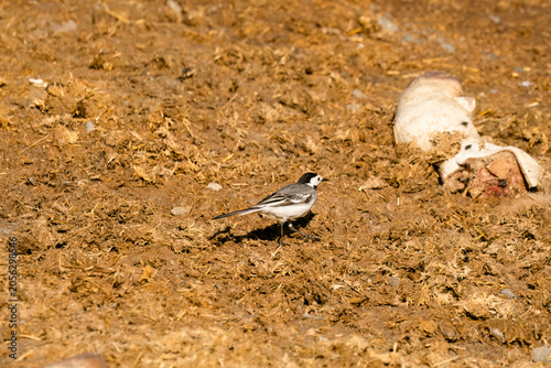 Close-up of a White Wagtail (Motacilla alba alba) hunting for insects