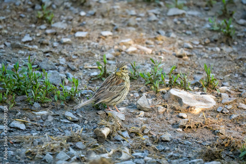 Close-up of a Cirl Bunting (Emberiza Cirlus)