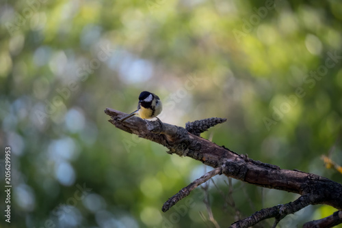Close-up of a great tit (Parus major) 