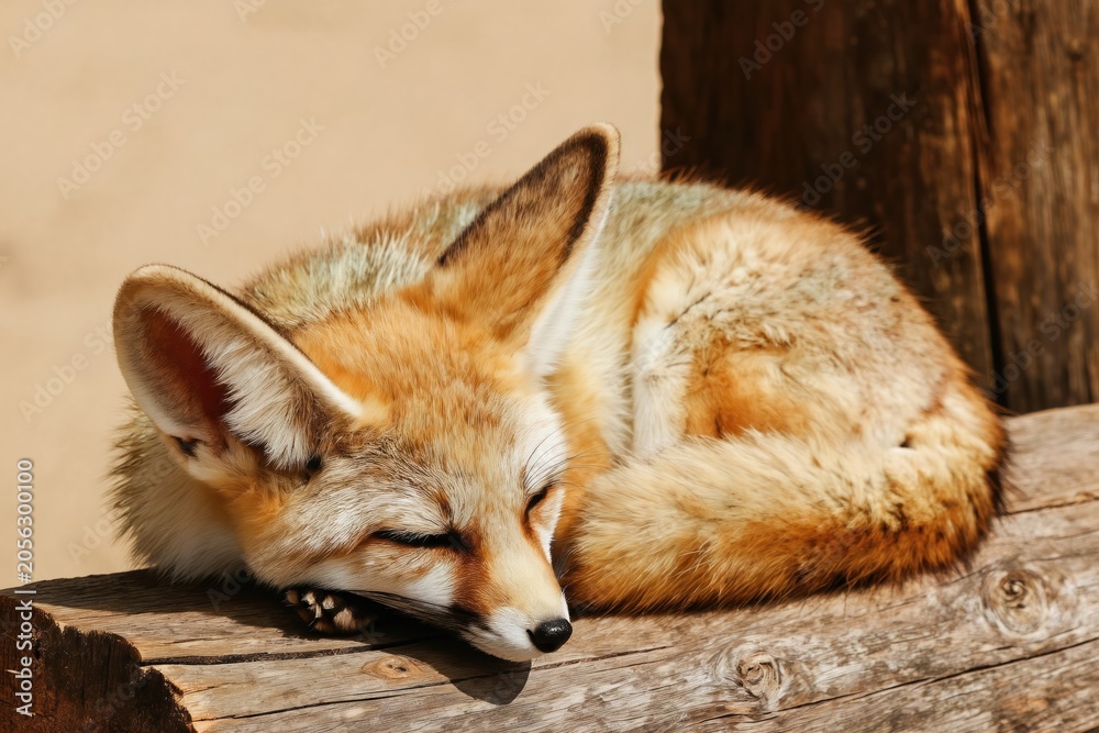 Fototapeta premium Small fennec fox slepic curled on wooden beam in sunny daylight. Desert animal rests peacefully. Foxy mammal has large ears. Furry creature naps.
