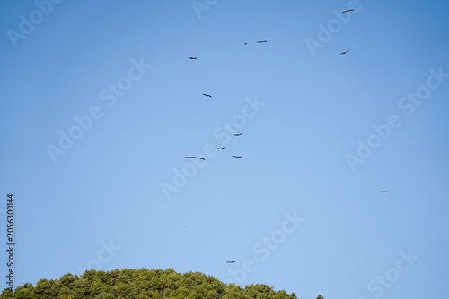 Close-up of Griffon vulture (Eurasion griffon, Gyps fulvus) 
