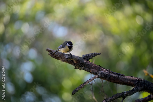 Close-up of a great tit (Parus major) 