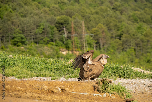 Close-up of Griffon vulture (Eurasion griffon, Gyps fulvus) 